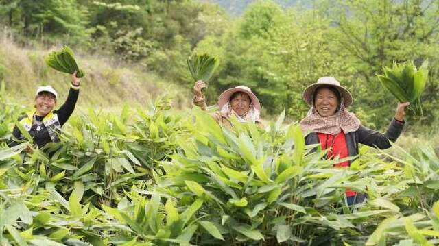 走进老区看新貌|年产值超2亿 湖南桑植棕叶成为“致富叶”