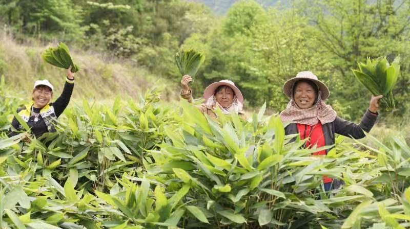 走进老区看新貌|年产值超2亿 湖南桑植棕叶成为“致富叶”