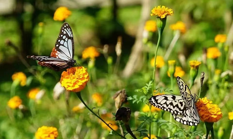 鼎湖山国家级自然保护区入选2021-2025年全国第一批科普教育基地_fororder_2-3