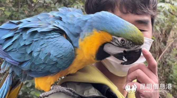 云南野生动物园带广大游客领略动物“上班”日常