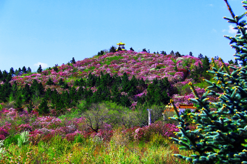 春日賞花圖鑒｜這10種春季盛開的山花你都認識嗎？