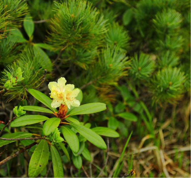 春日賞花圖鑒｜這10種春季盛開的山花你都認識嗎？