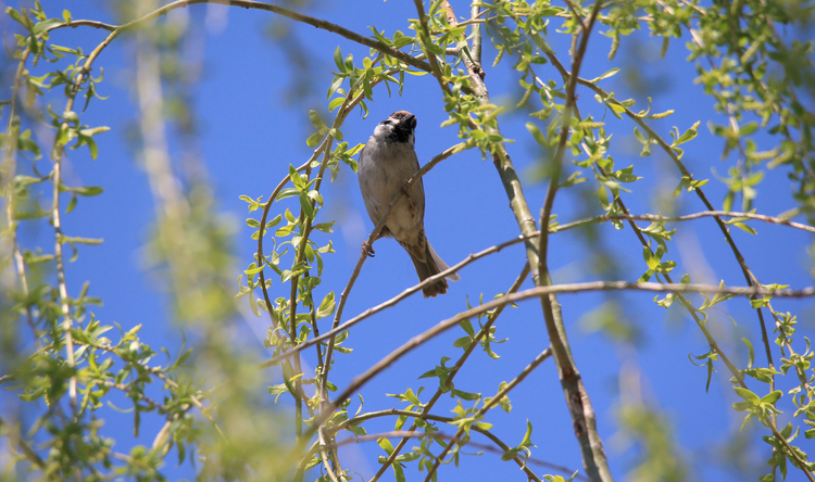 一夜春风 柳绿桃红
