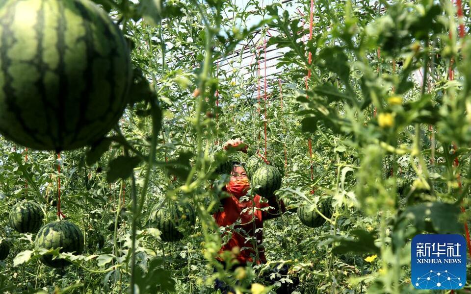山东惠民：发展富硒西瓜种植 带动村民增收
