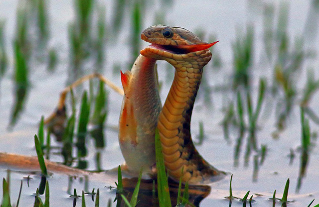 印度老人拍摄渔游蛇水中捕鱼画面(组图)