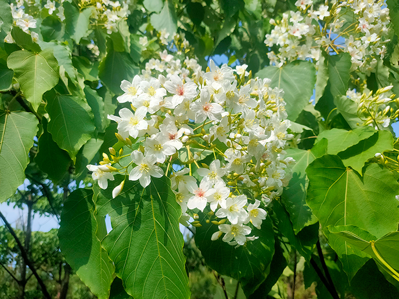 眉山仁寿：桐子花开 粉白若雪_fororder_桐花盛开-摄影-方秦（2）