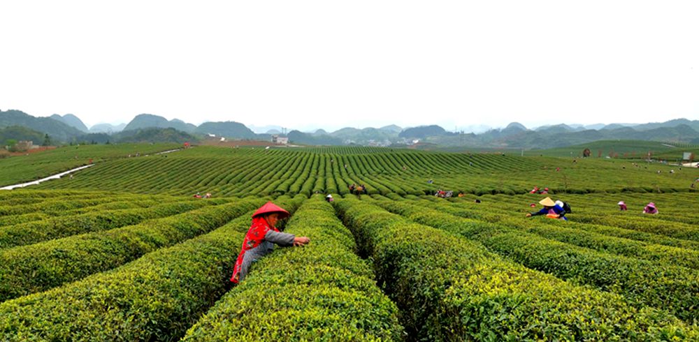 貴州西秀：茶農採摘春茶忙（組圖）_fororder_56