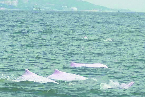 【高清图5】【滚动新闻】【地市 厦门】中华白海豚现身丙洲海域 或来厦门内海“坐月子”