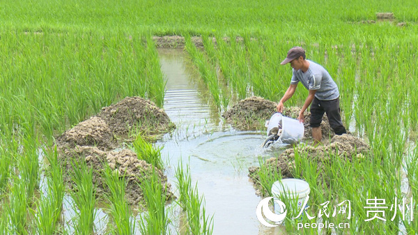 貴州貞豐：稻田養魚助農增收