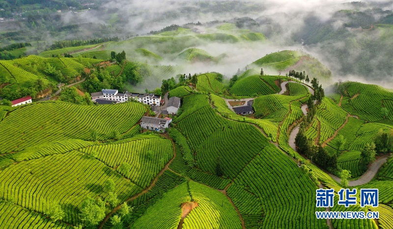 湖北鹤峰：茶山画卷连天际