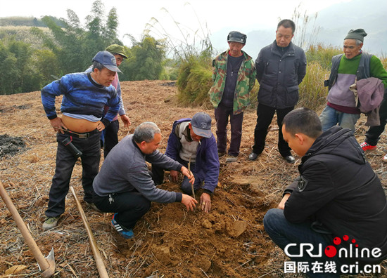 已过审【区县联动】【綦江】綦江区：果树专家指导栽种 助力村民务工增收【区县联动  列表】綦江果树专家指导栽种 助力村民增收