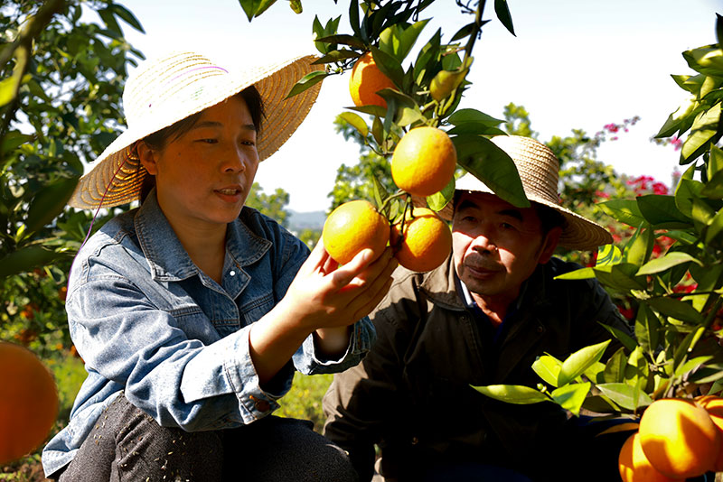 中国梦 劳动美｜李小孟：_fororder_李小孟向果农们讲授柑橘挂果后需要注意的事项
