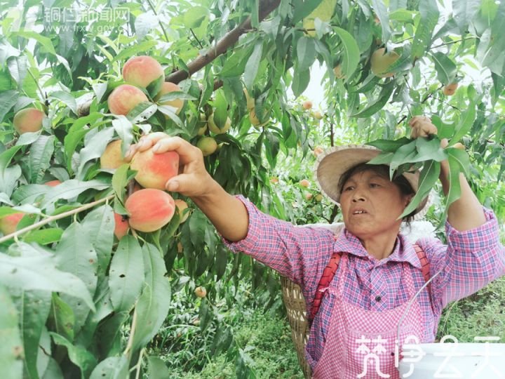 贵州德江：产业蓬勃发展 百姓喜笑颜开