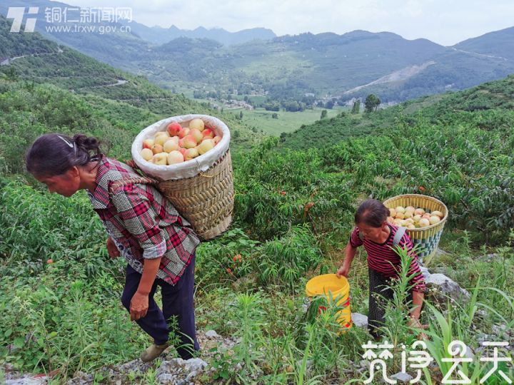 贵州德江：产业蓬勃发展 百姓喜笑颜开