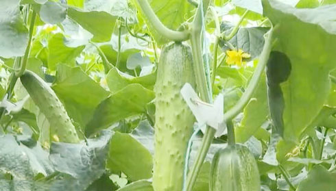 年产值达到1400多万 河南安阳：大棚果蔬产业旺