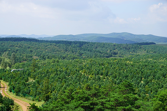 A【吉07】2020年春季 吉林省完成造林绿化168万亩