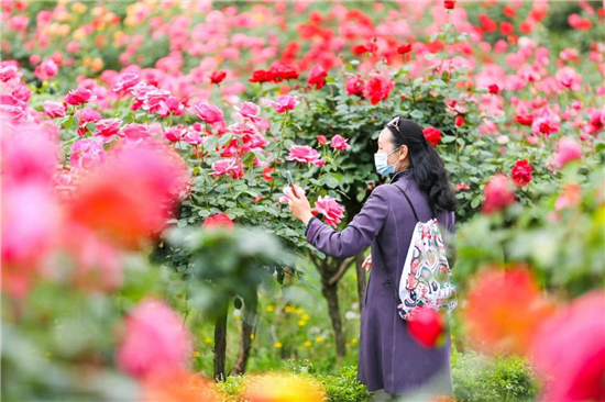 “赏花+露营”助力假期周边游 南京玫瑰园将迎来最佳赏花期_fororder_图片 3