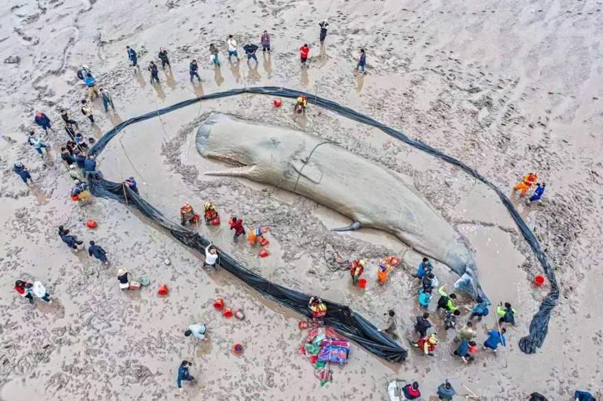 Xiangshan, Zhejiang: Stranded Sperm Whale Returns to Sea_fororder_图片9