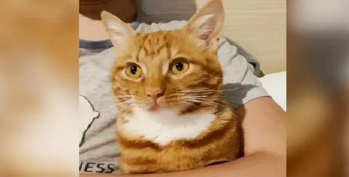 Shanghai’daki “portakal karşılığında kedi sevmek” hikayesi_fororder_截图录屏_选择区域_20220415213012