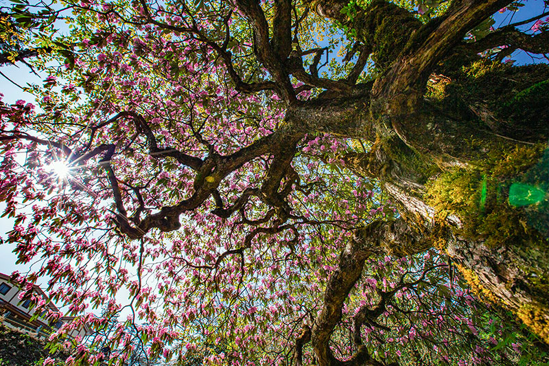第二届“峨眉金顶 佛国花海”峨眉山杜鹃花节开幕_fororder_杜鹃花-供图-峨眉山市委宣传部