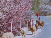 瞰中國·春回大地｜新疆：帕米爾高原迎來最美杏花季
