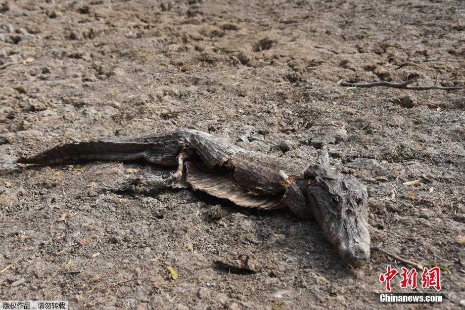 巴拉圭遇20年來最嚴重乾旱 河床乾涸鱷魚死亡