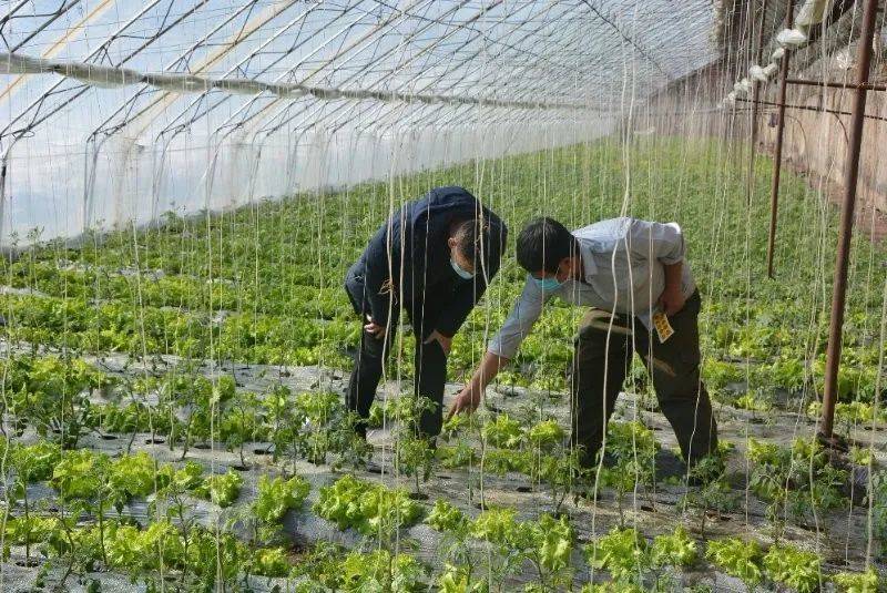 牡丹江十项重点农业技术项目助力春耕生产
