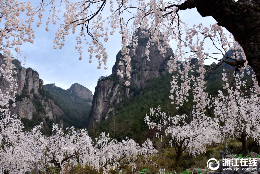 仙居：雪洞影視基地“鮮花”盛開