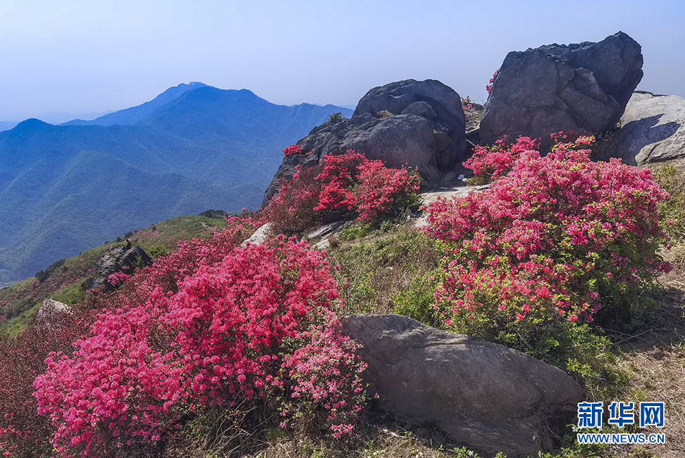 杜鵑怒放雙峰山 漫山遍野如雲霞