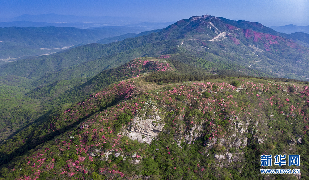 杜鵑怒放雙峰山 漫山遍野如雲霞