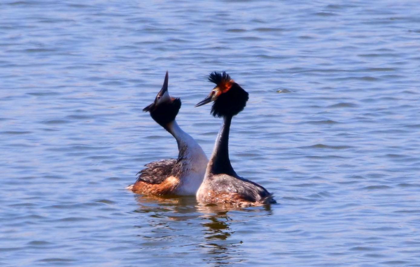 出双入对！百余只凤头鸊鷉栖息百鸟湖