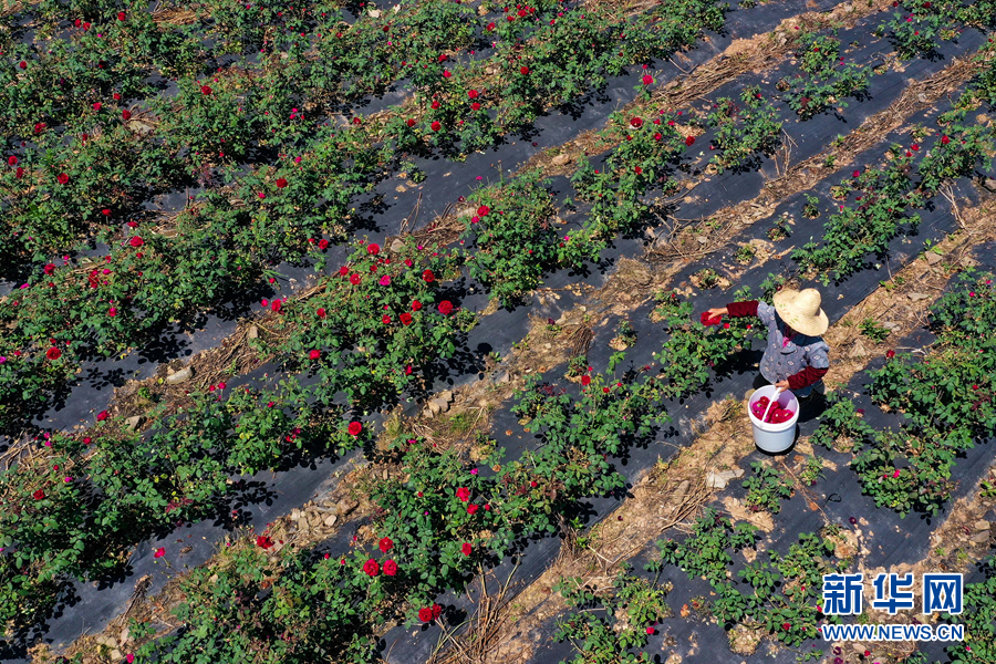 安徽黄山：玫瑰飘香花农忙