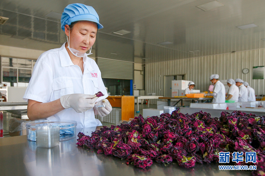 安徽黄山：玫瑰飘香花农忙