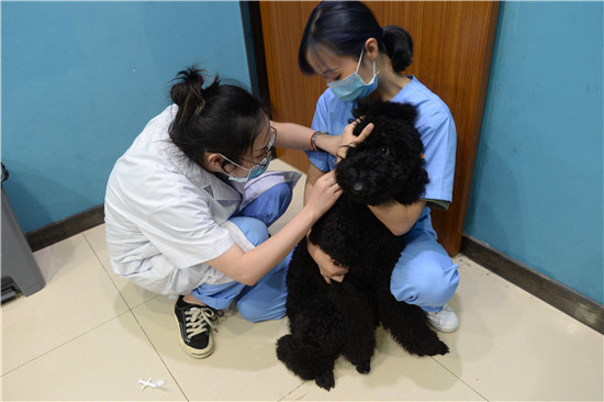 【法制安全】重慶江北推行犬只電子晶片植入及電子犬證管理