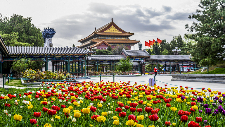 Beijing'de baharın müjdecisi laleler açtı_fororder_VCG111377821077