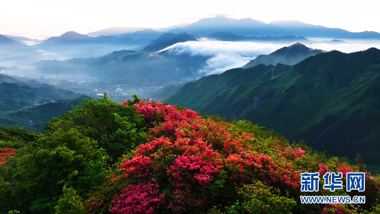 安徽寧國：高山野生杜鵑花競相盛開