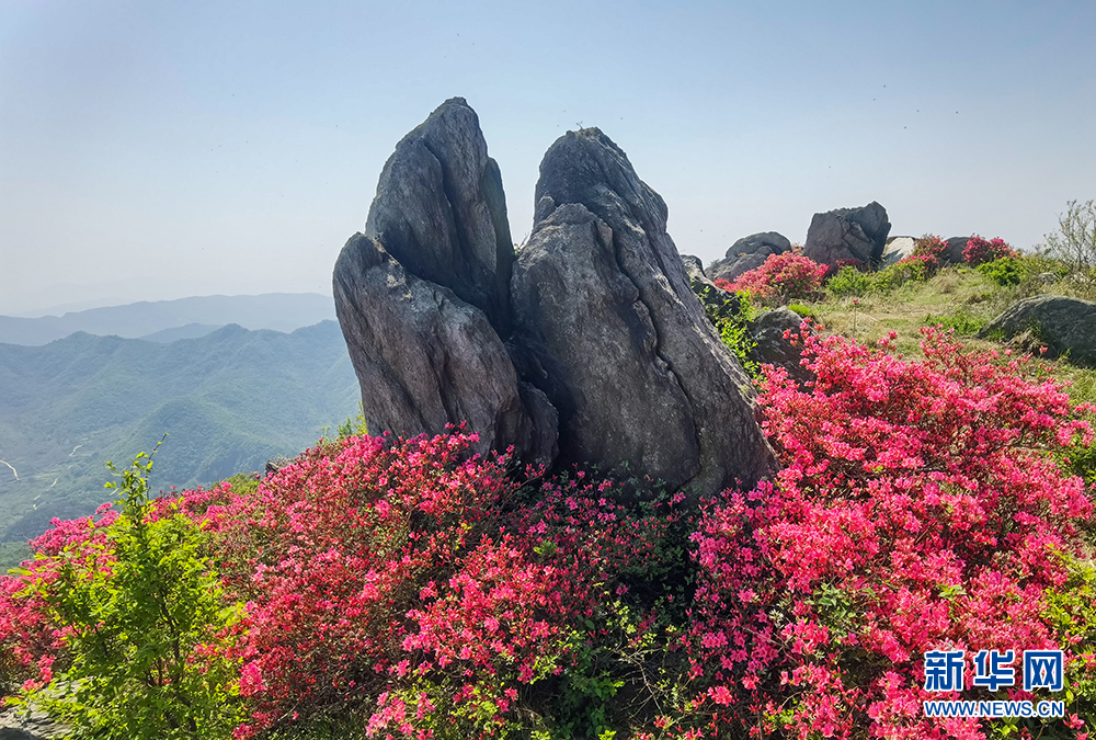 杜鵑怒放雙峰山 漫山遍野如雲霞