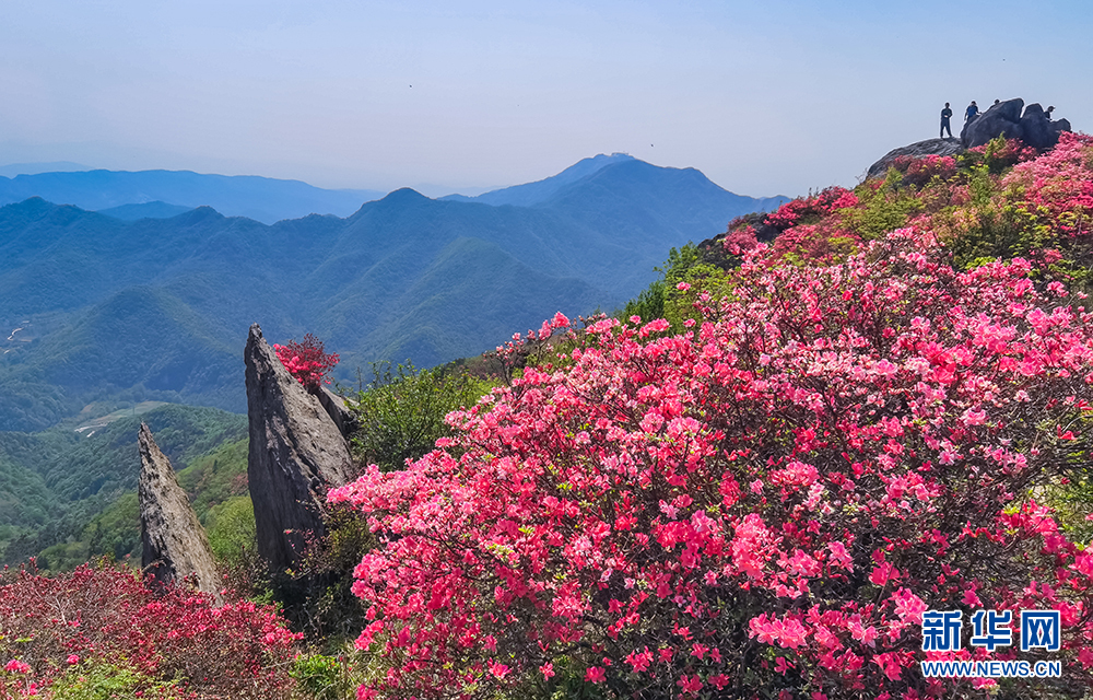 杜鵑怒放雙峰山 漫山遍野如雲霞