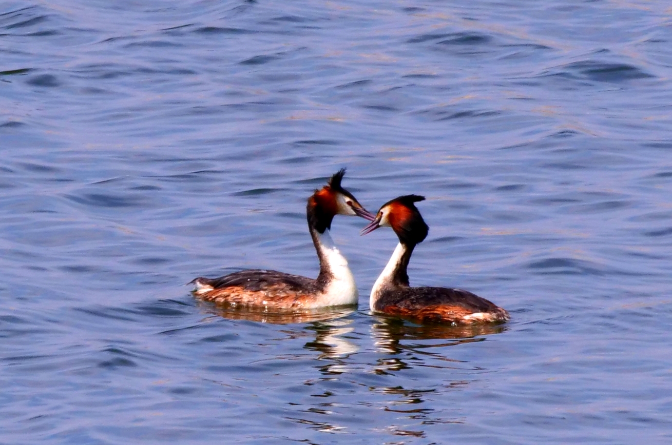 出双入对！百余只凤头鸊鷉栖息百鸟湖