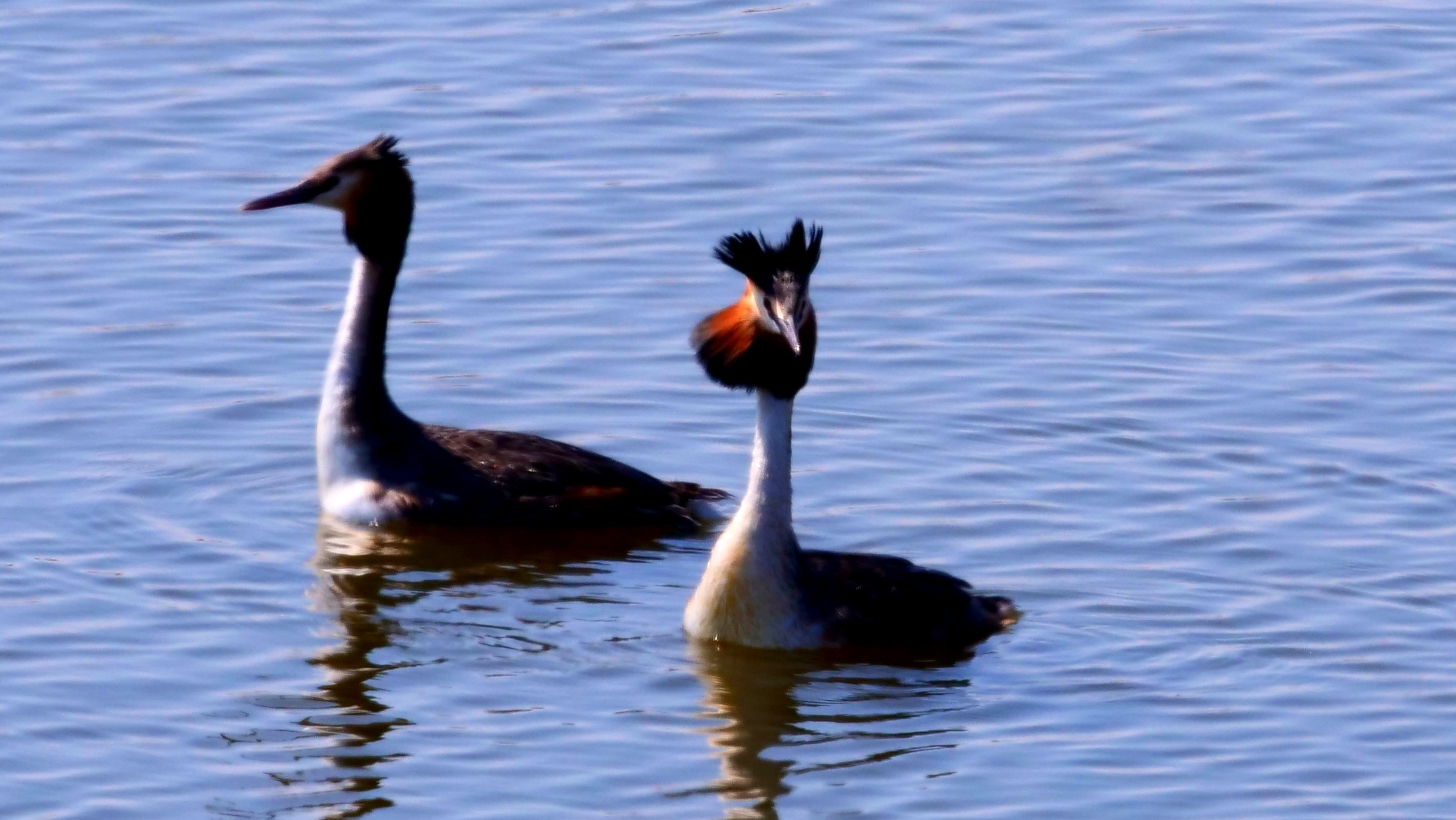 出双入对！百余只凤头鸊鷉栖息百鸟湖