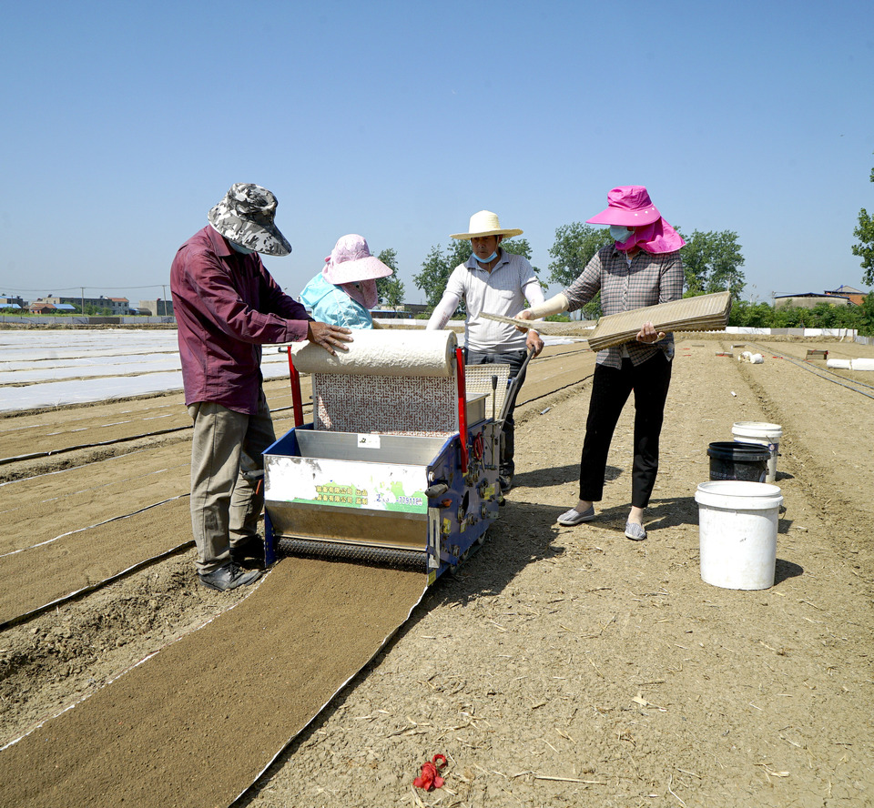 安徽五河:水稻印刷育秧技术让水稻生产跑出“加速度”_fororder_DSC00184