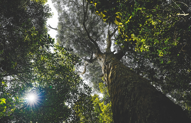 “猿”于青山_fororder_2