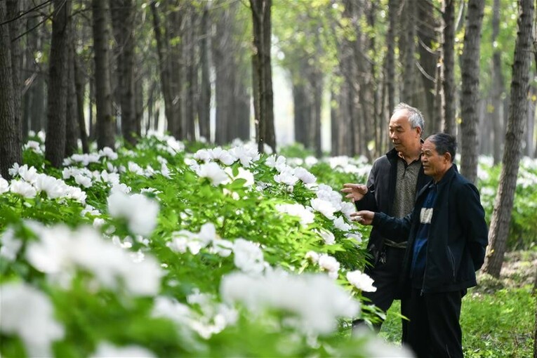 山东菏泽：美丽产业“花”样年华