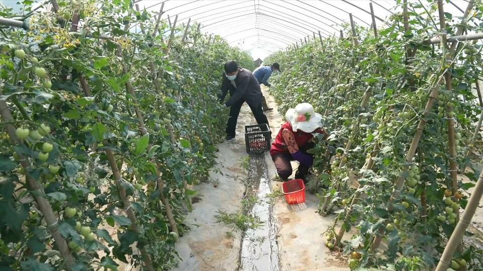 上海战疫看点丨崇明海上花岛景区助力蔬菜保供