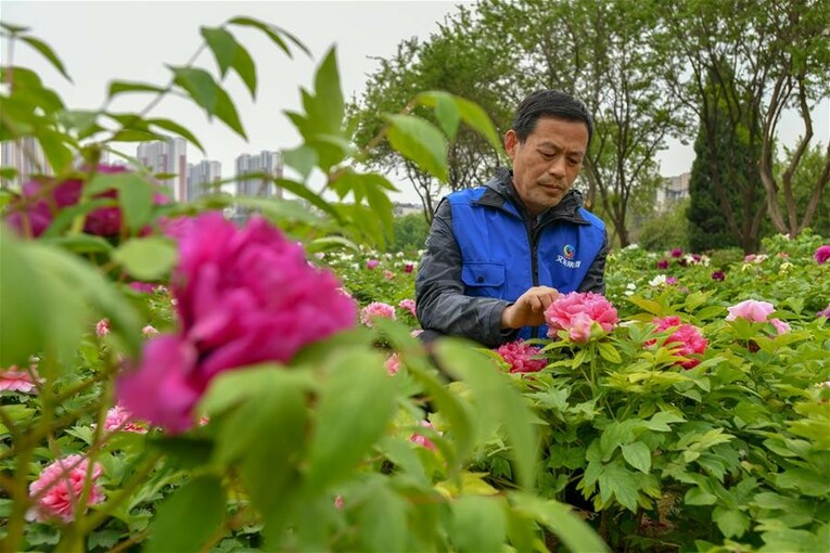 山东菏泽：美丽产业“花”样年华