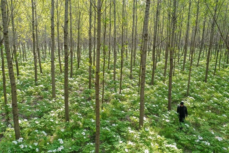 山东菏泽：美丽产业“花”样年华