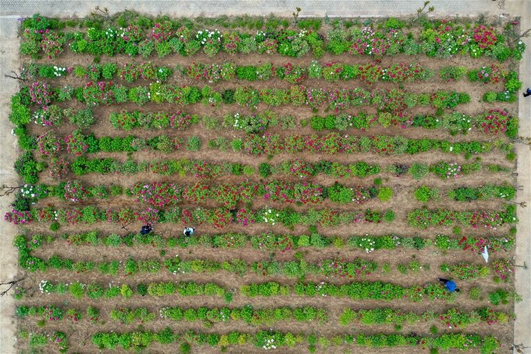 山东菏泽：美丽产业“花”样年华