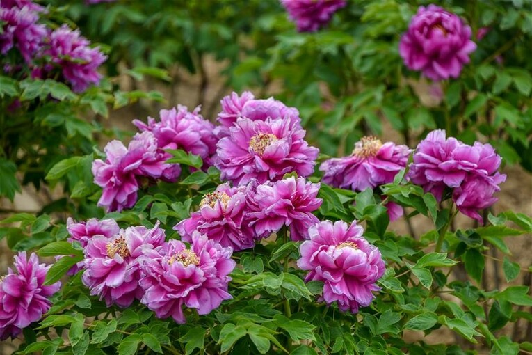 山东菏泽：美丽产业“花”样年华