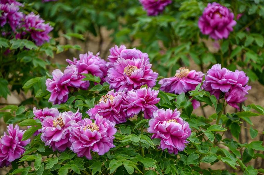 山东菏泽：美丽产业“花”样年华