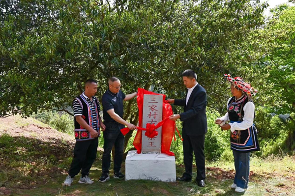 【原创】云南省南华兔街：采茶节走进被遗忘的千年茶乡_fororder_图片2